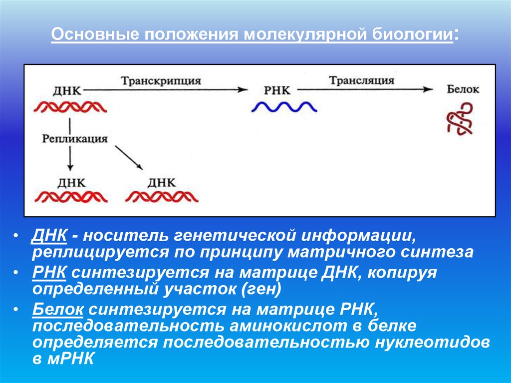 Основные положения молекулярной. Основные положения биологии. Объекты молекулярной биологии. Основные методы молекулярной биологии. Молекулярная биология объект изучения.