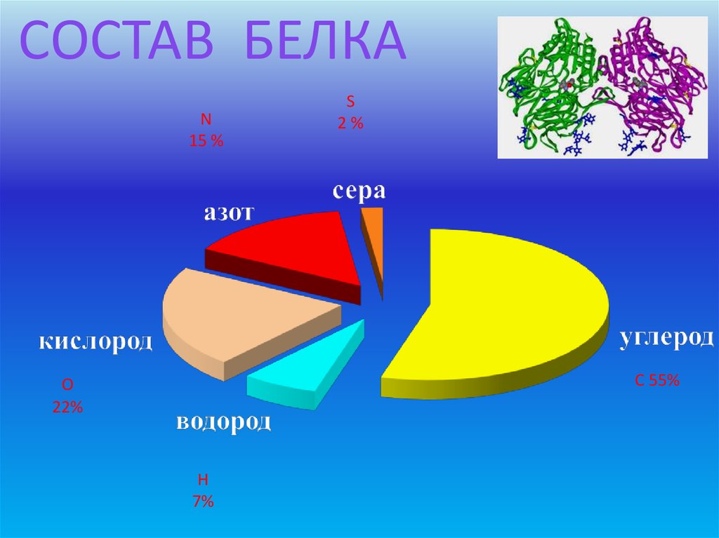 Менее 0. Состав белка. Химический состав белка. Состав белков диаграмма. Состав белка диаграмма.