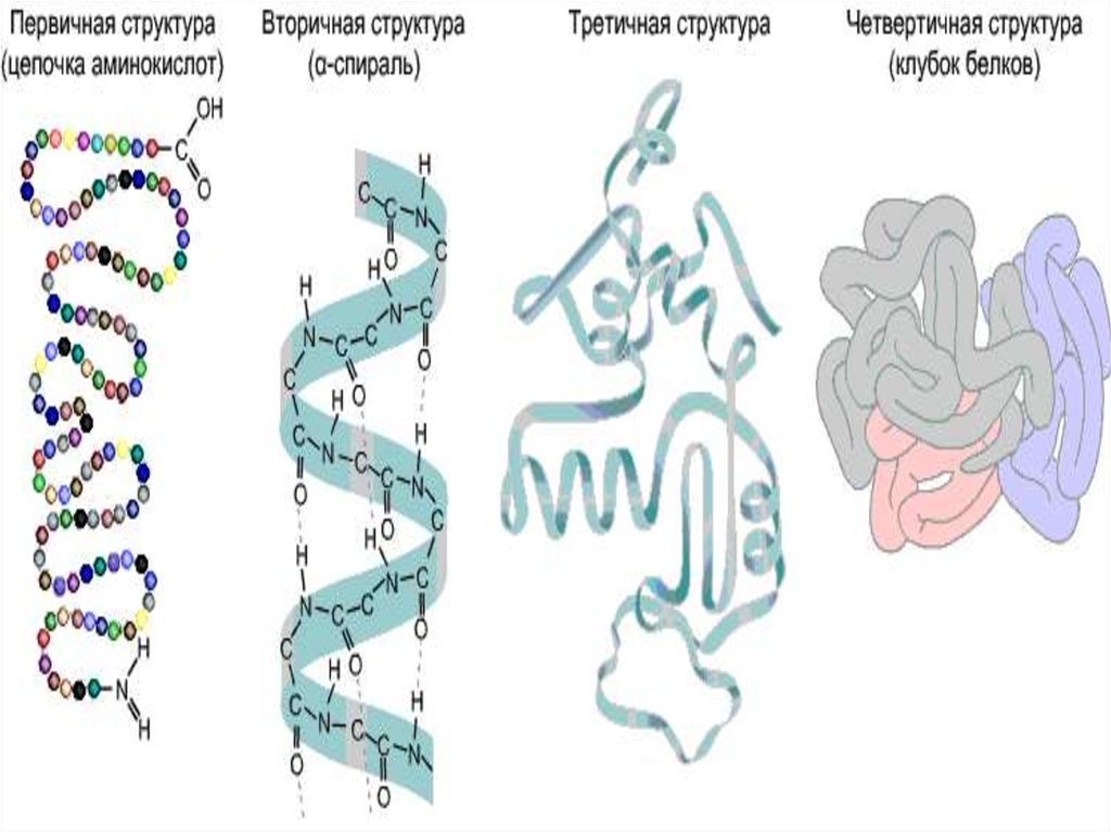 Структурная цепь