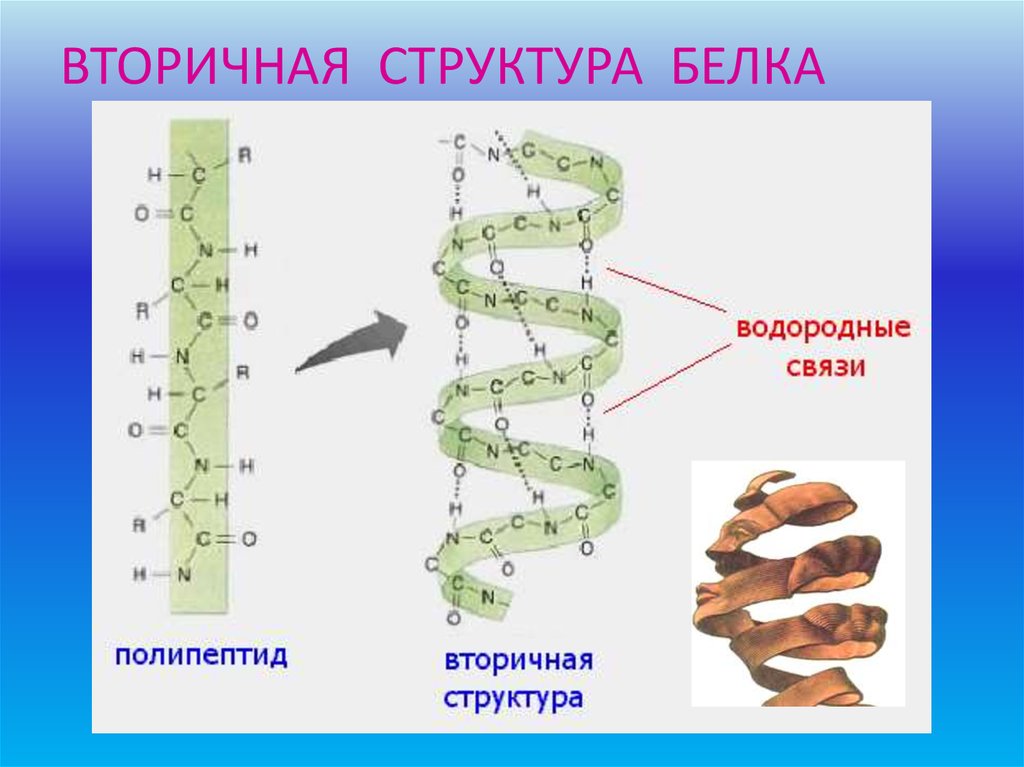 Вторичные белки. Вторичная структура белка состоит из. Вторичная структура белка схема. А спираль и б структура белка. Вторичная структура белка формула.