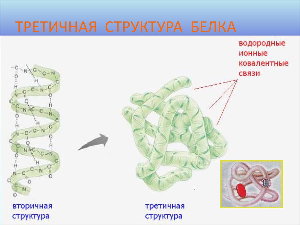 Структура белка тест. Ковалентные связи в третичной структуре белка. Третичная структура белка. Третичная структура белков. Белок третичная структура.