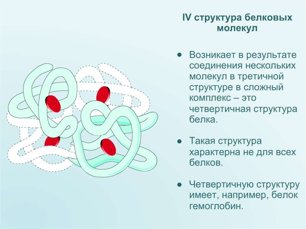 Гемоглобин структура белка. Четвертичная структура рисунок. Четвертичная структура молекулы гемоглобина представляет собой. Структура белковой молекулы.