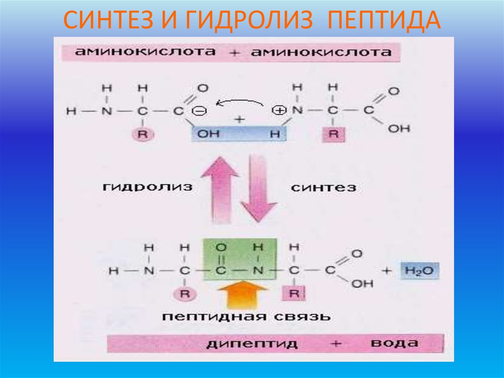 Какие вещества образуются при гидролизе белка. Щелочной гидролиз пептидов. Трипептид щелочной гидролиз. Щелочной гидролиз полипептидов. Кислотный и щелочной гидролиз пептидов.