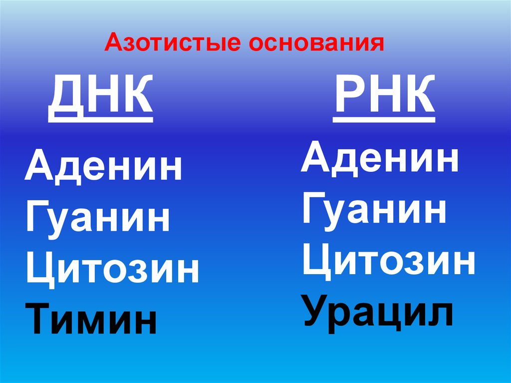 Азотистые основания днк. Азотистые основания т РНК. Азотистые основания ДНК И РНК. Азотные основания ДНК И РНК. Виды азотистых оснований ДНК И РНК.