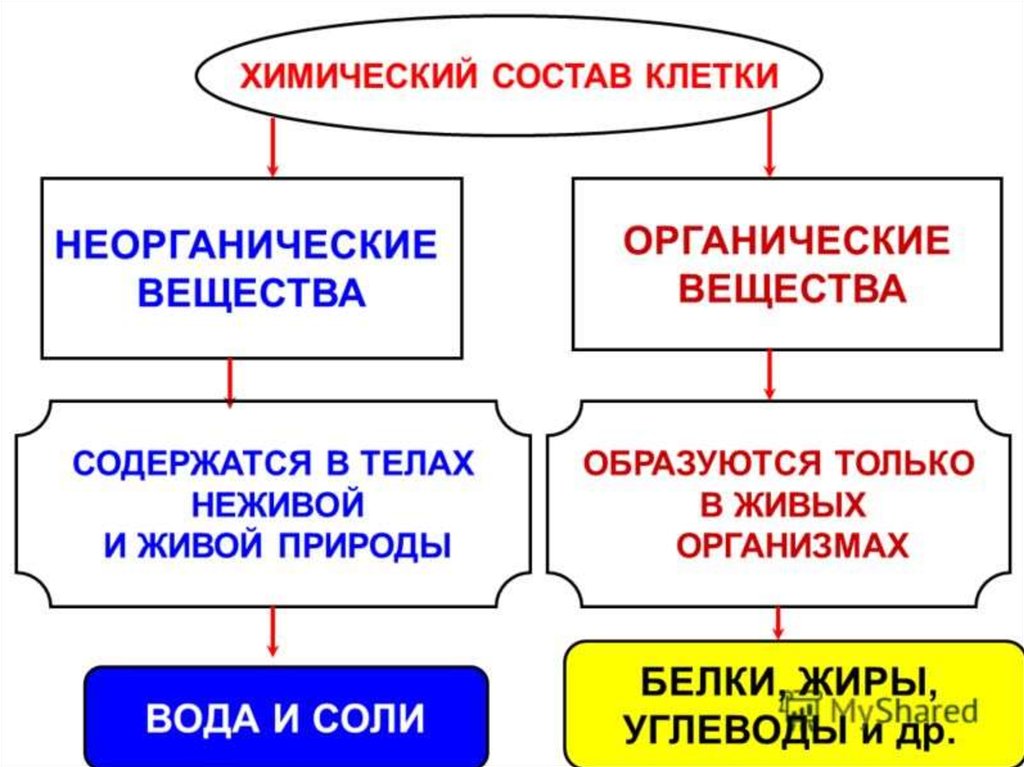 Химический состав клетки схема