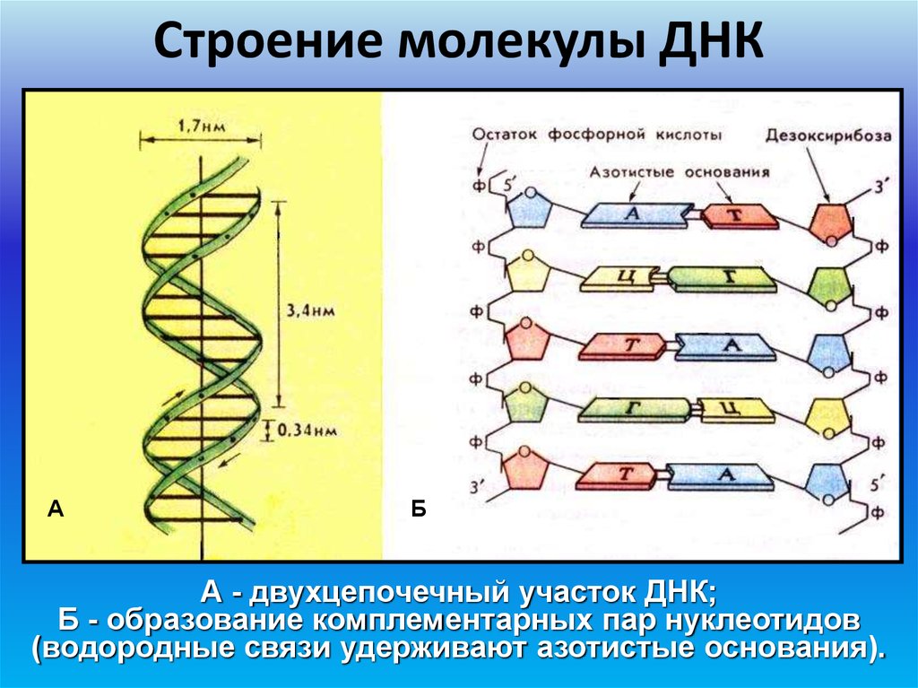Изменения происходят в последовательности нуклеотидов молекулы днк. Нарисуйте схему строения ДНК. Схема строения участка молекулы ДНК. Структурная организация молекулы ДНК. Принципы построения молекулы ДНК.