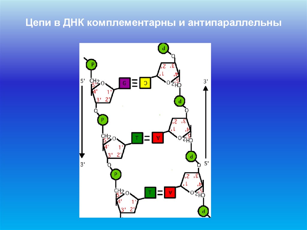 Днк антипараллельны. Комплементарная цепь ДНК. Комплементарные цепи ДНК антипараллельны. Цепи ДНК комплементарны и антипараллельны друг относительно друга. Цепи ДНК антипараллельны или нет.