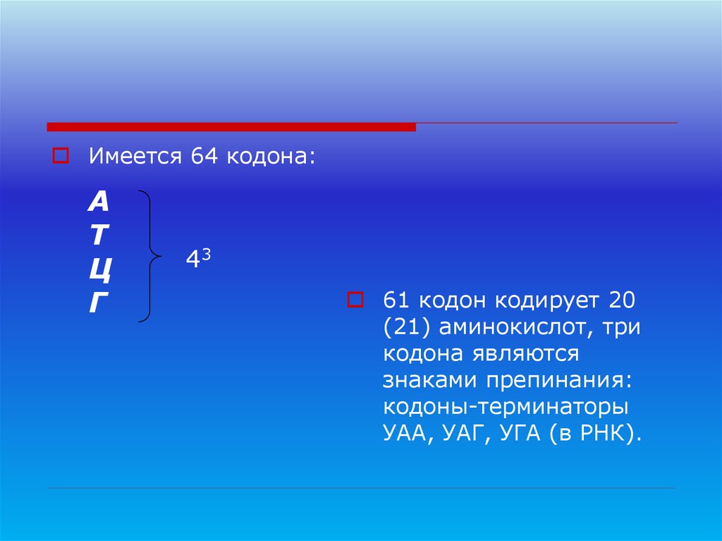 Кодоны знаки препинания. Кодоны Терминаторы. 61 Кодон. 64 Кодона ДНК.