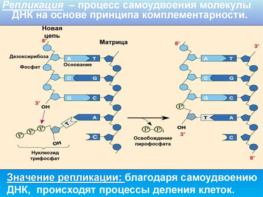 Репликация молекулы днк. Процесс репликации ДНК комплементарность. Процесс самоудвоения молекулы ДНК. Самоудвоение репликация ДНК происходит в. Процесс самоудвоения молекул дезоксирибонуклеиновой кислоты.