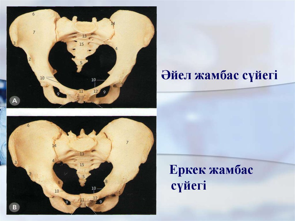 Тар жамбас презентация