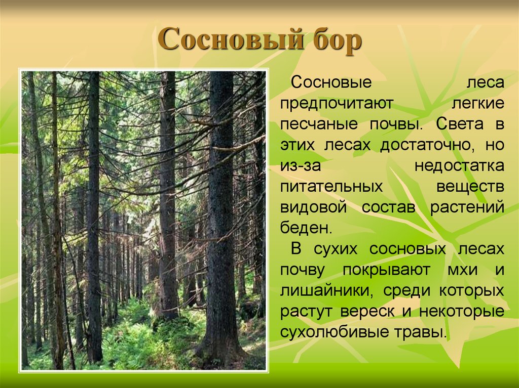Замени слово бор. Растительное сообщество лес. Информация про Сосновый лес. Краткое описание соснового леса. Характеристика соснового леса.