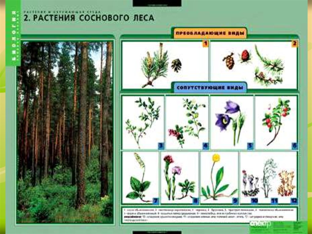Растения леса 5 класс биология. Растения соснового леса. Растительные сообщества. Растения соснового Ле а. Растения осинового леса.