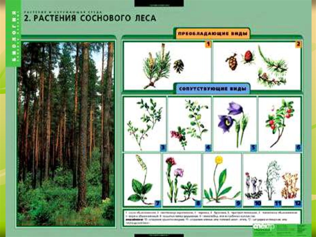 Растительные сообщества 6 класс биология конспект и презентация