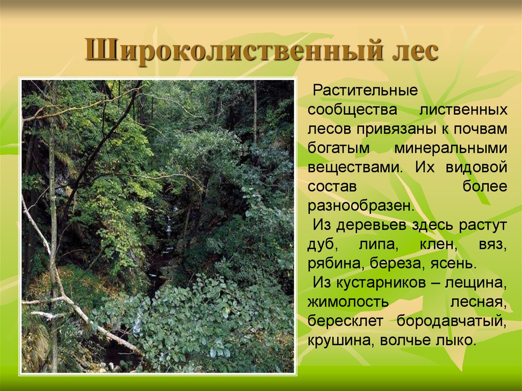Природные условия в зоне лесов