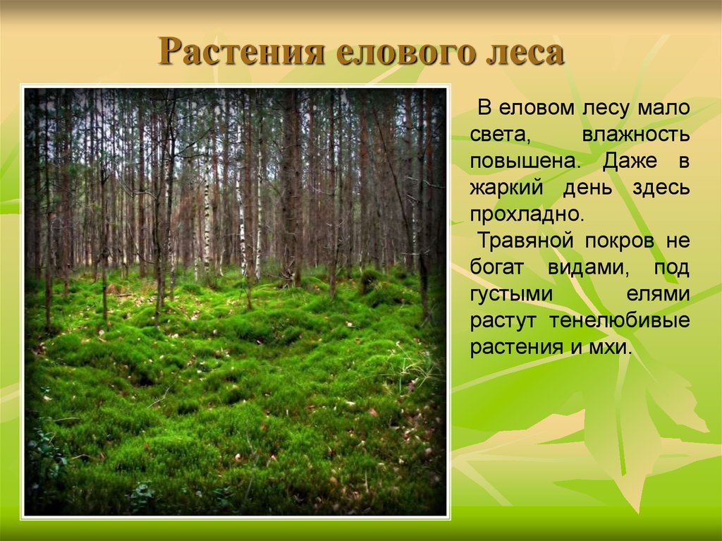Какие растение относится к лесу. Растения ельника. Лес для презентации. Ельник трава. Растительное сообщество лес.