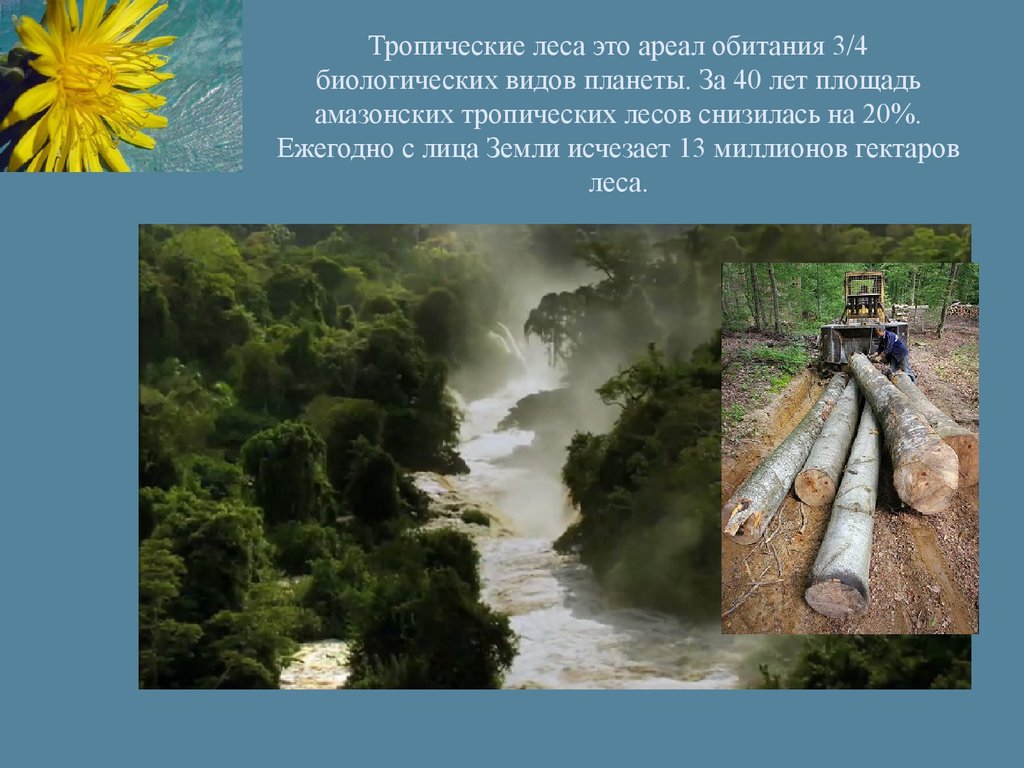 Сокращение тропических. Сокращение тропических лесов причины. Сокращение площади тропических лесов проект. Три основные причины сокращения тропических лесов. Укажите три основные причины сокращения тропических лесов:.