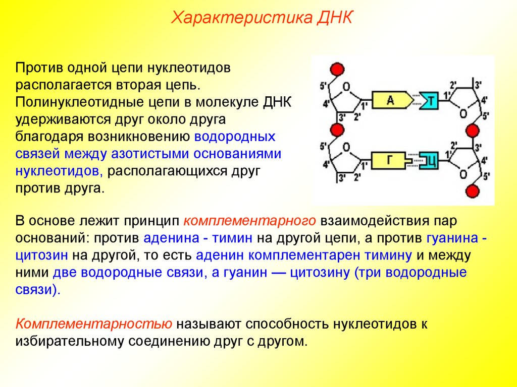 Изменение нуклеотидной последовательности. Тип связи между двумя нуклеотидами ДНК. Химические связи между нуклеотидами в РНК. ДНК Тип соединения. 2 Цепь нуклеотидов ДНК.