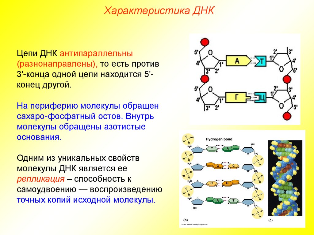 5 3 концы рнк и днк. Строение ДНК антипараллельность. Структура цепи ДНК. Синтез нуклеиновых кислот. Типы связи между частями нуклеотида в ДНК И РНК.