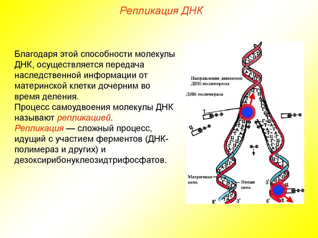 Разрыв цепи днк. Процесс репликации дезоксирибонуклеиновой кислоты. Принципы репликации ДНК. Репликации дезоксирибонуклеиновой кислоты. Биосинтез ДНК репликация этапы процесса.