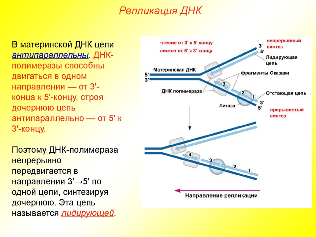 Синтез цепи. Направление синтеза новых цепей в репликации. Синтез дочерних цепей ДНК В процессе репликации осуществляется. Принципы репликации ДНК Униполярность. Антипараллельность репликации ДНК.