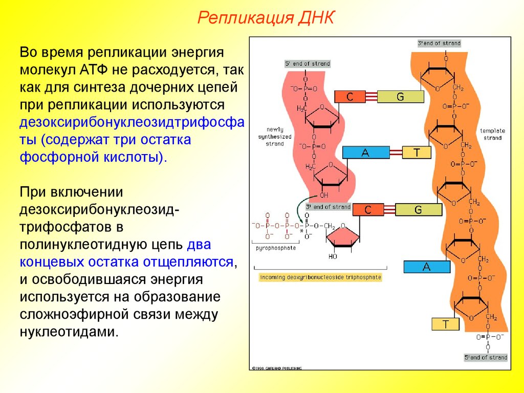 Химия днк презентация