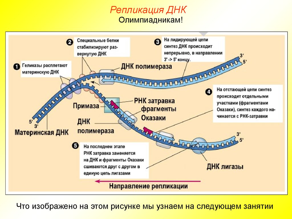 Процесс репликации днк схема