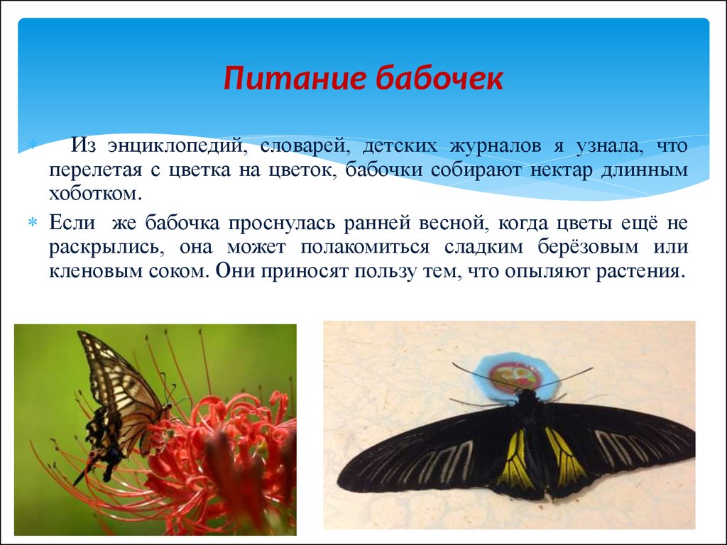 Бабочка какая признаки. Питание бабочек. Питание бабочек в природе. Бабочка питается. Тип питания бабочек.