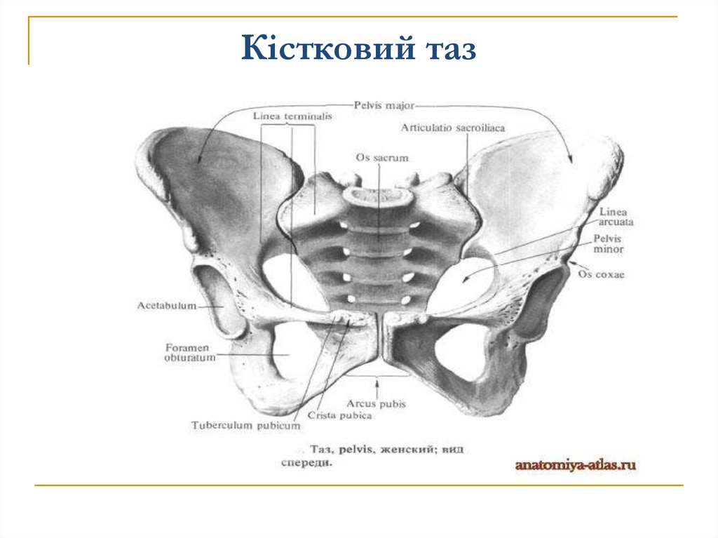 Кости тазового пояса. Большой таз и малый таз анатомия. Тазовая кость таз в целом анатомия. Малый таз скелет. Таз строение костей таза в целом.