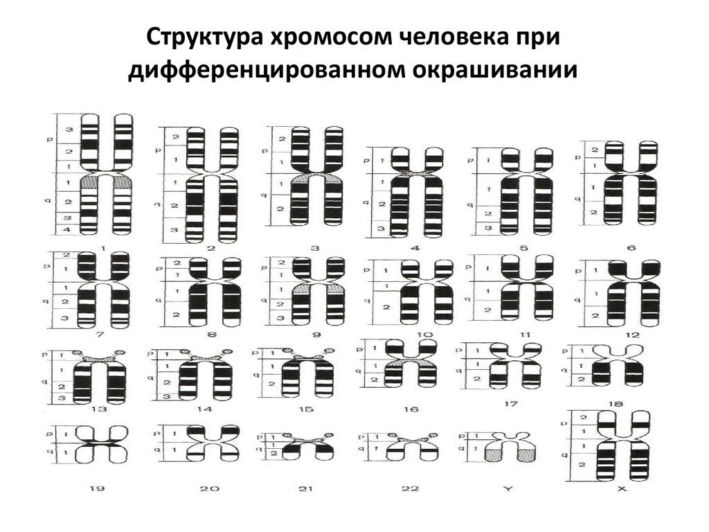 Графическое изображение хромосом с учетом их формы и окраски имеет название