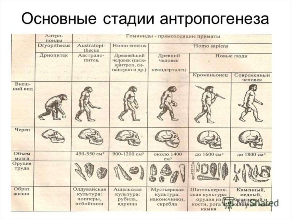 Схема появления человека