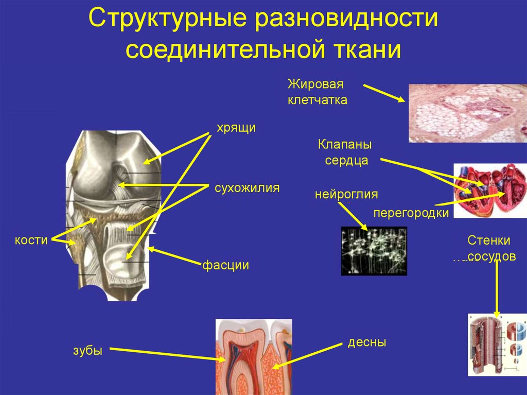 Функция хрящевой и костной ткани. Разновидности соединительной ткани. Соединительная ткань. Соединительная ткань презентация. Подвиды соединительной ткани.