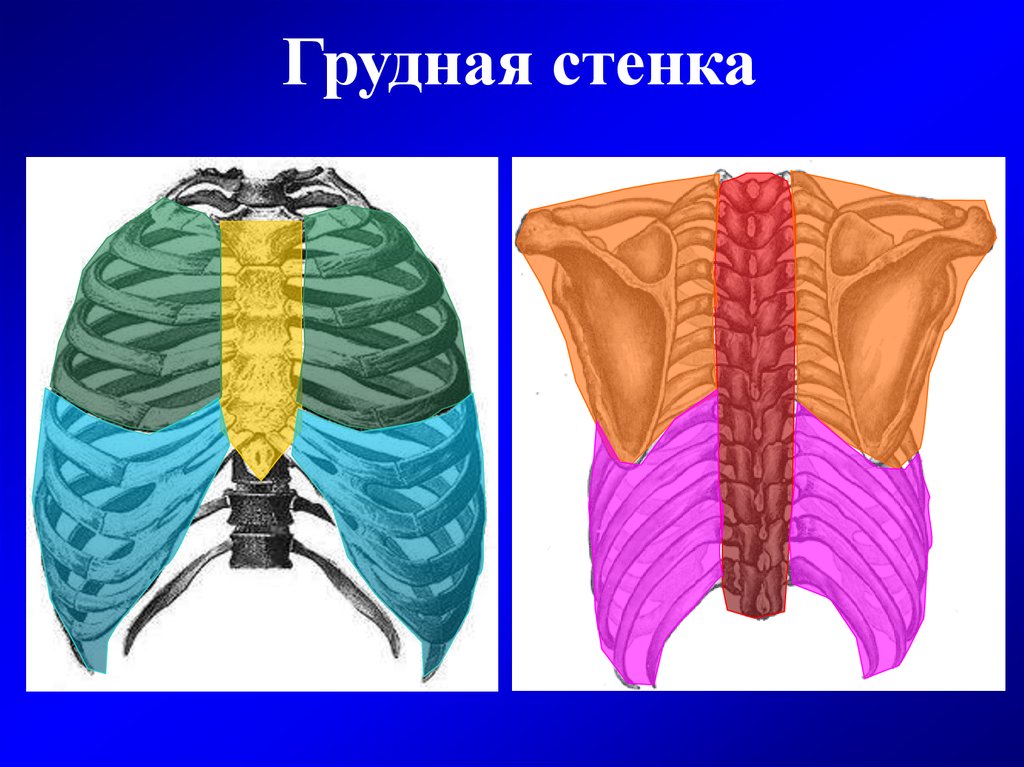 Топографическая анатомия грудной клетки презентация