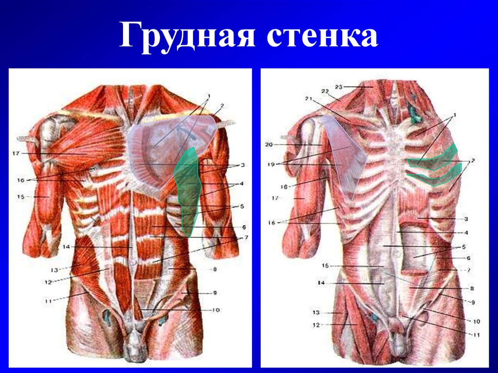 Грудная стенка. Топографическая анатомия передней стенки грудной клетки. Передняя грудная стенка топографическая анатомия. Слои грудной клетки сзади. Топография грудной стенки слои.