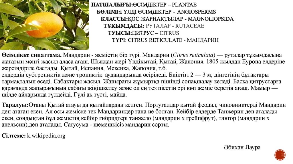 Патшалығы:Өсімдіктер – Plantae Бөлімі:Гүлді өсімдіктер - Angiosperms Классы:Қос жарнақтылар - Magnoliopsida Тұқымдасы: Руталар