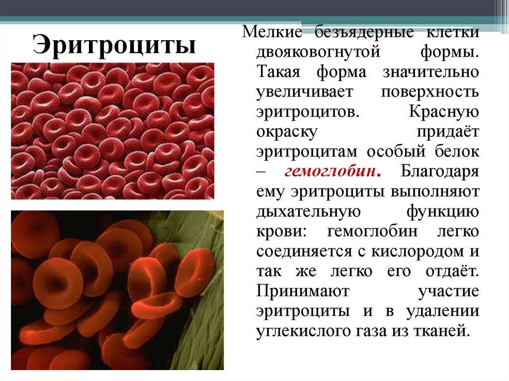 Белки в крови человека какие. Двояковогнутая форма эритроцитов. Эритроциты безъядерные клетки. Форма эритроцитов человека. Мелкие безъядерные клетки крови двояковогнутой формы.