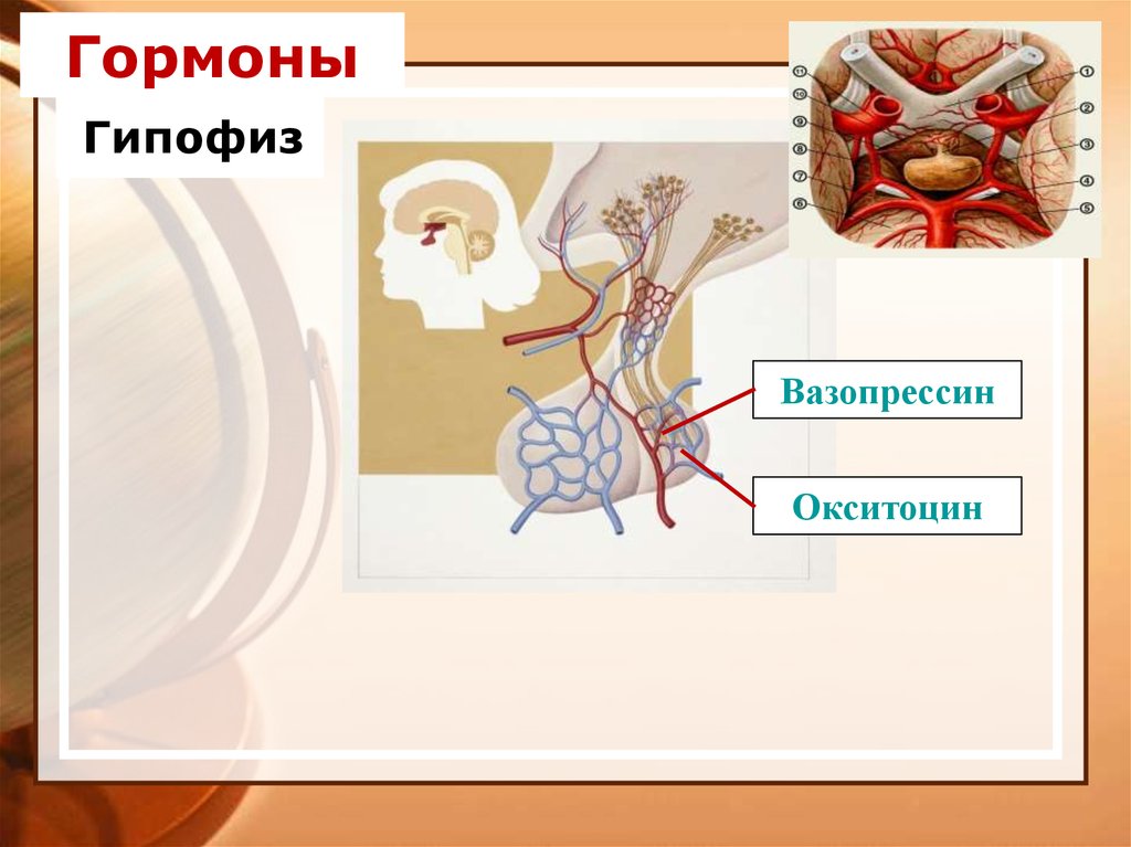 Гипофиза вазопрессин