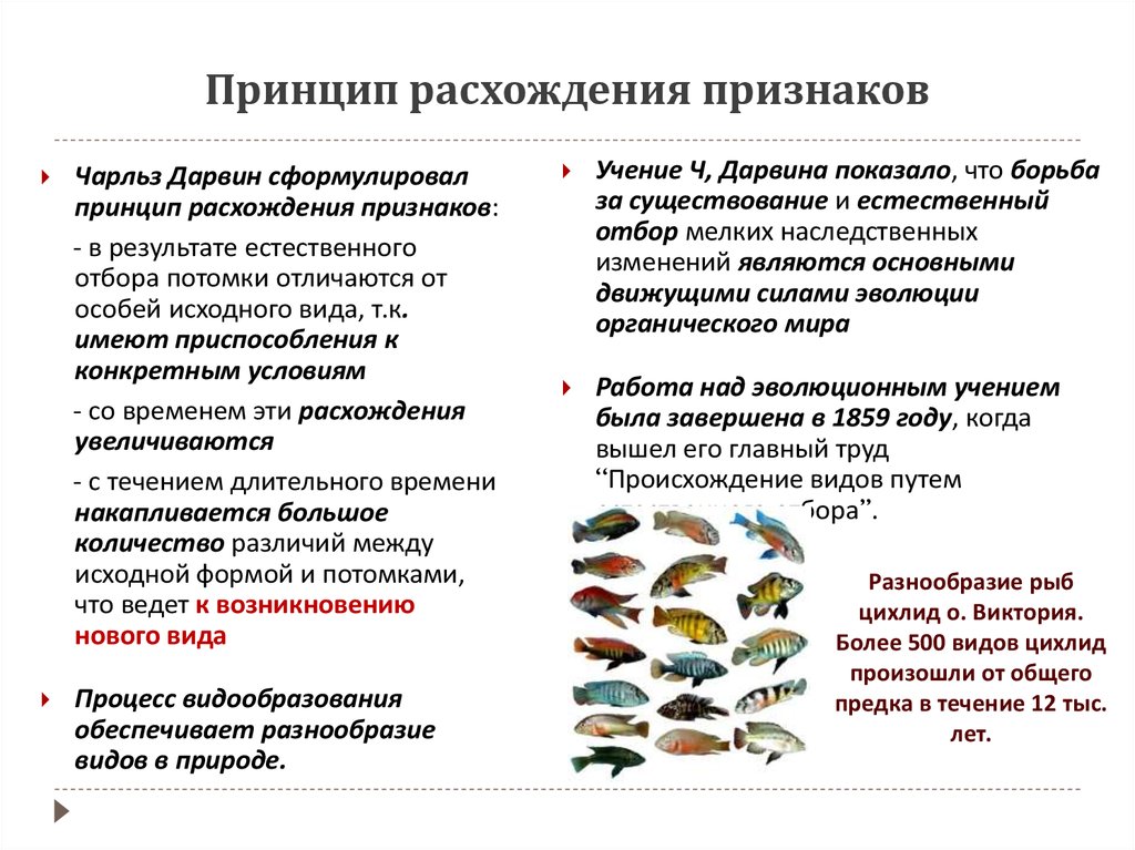 Признаки учения. Расхождение признаков Дарвин. Принцип несовпадения признаков. Расхождение признаков вида. Принцип разногласия.