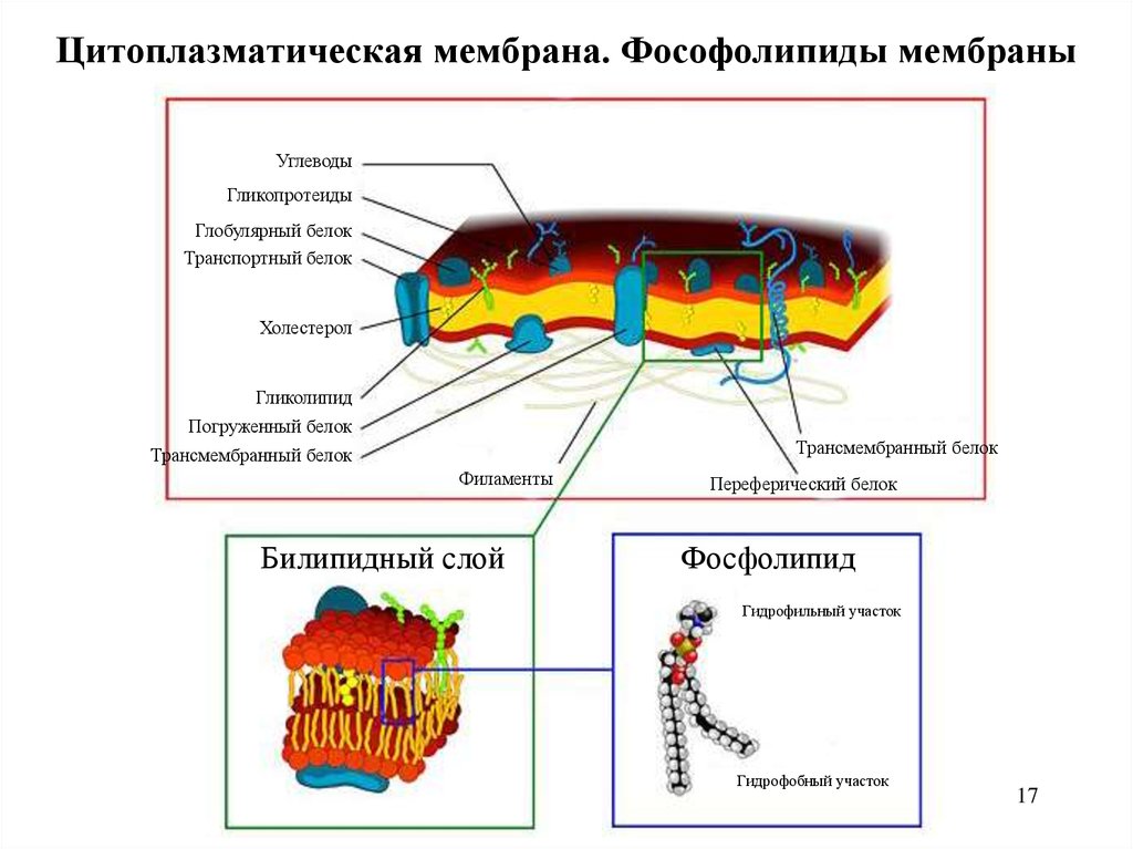 Цитоплазматическая мембрана рисунок. Строение цитоплазматической мембраны бактерий. Строение цитоплазматической мембраны бактериальной. Строение цитоплазматической мембраны бактериальной клетки. Функции цитоплазматической мембраны бактерий.