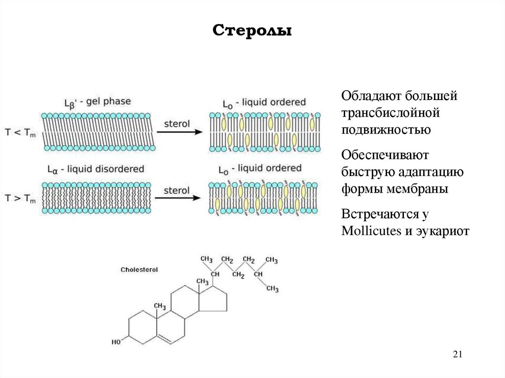 Состав мембраны эукариот