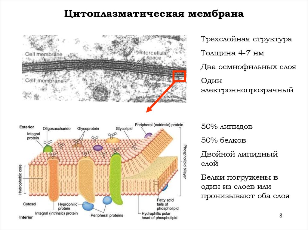 Цитоплазматическая мембрана входит в состав. Строение цитоплазматической мембраны бактерий. Строение и функции цитоплазматической мембраны бактерий. Клеточная цитоплазматическая мембрана. Цитоплазматическая мембрана бактерий структура.