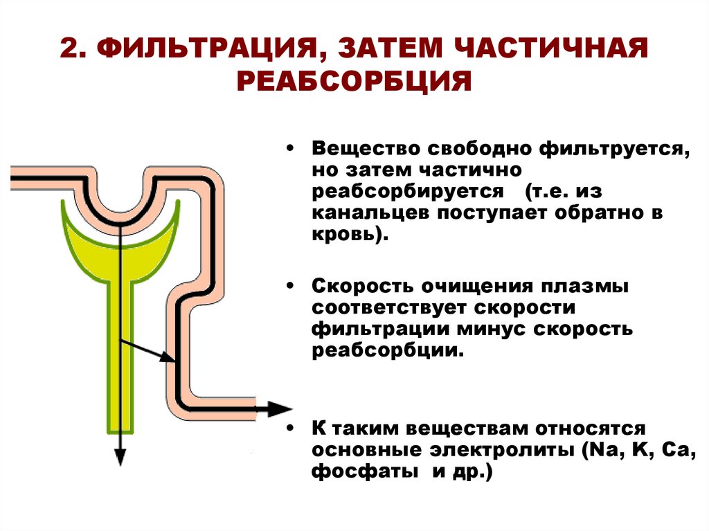 Абсорбция и реабсорбция образование мочи презентация 10 класс