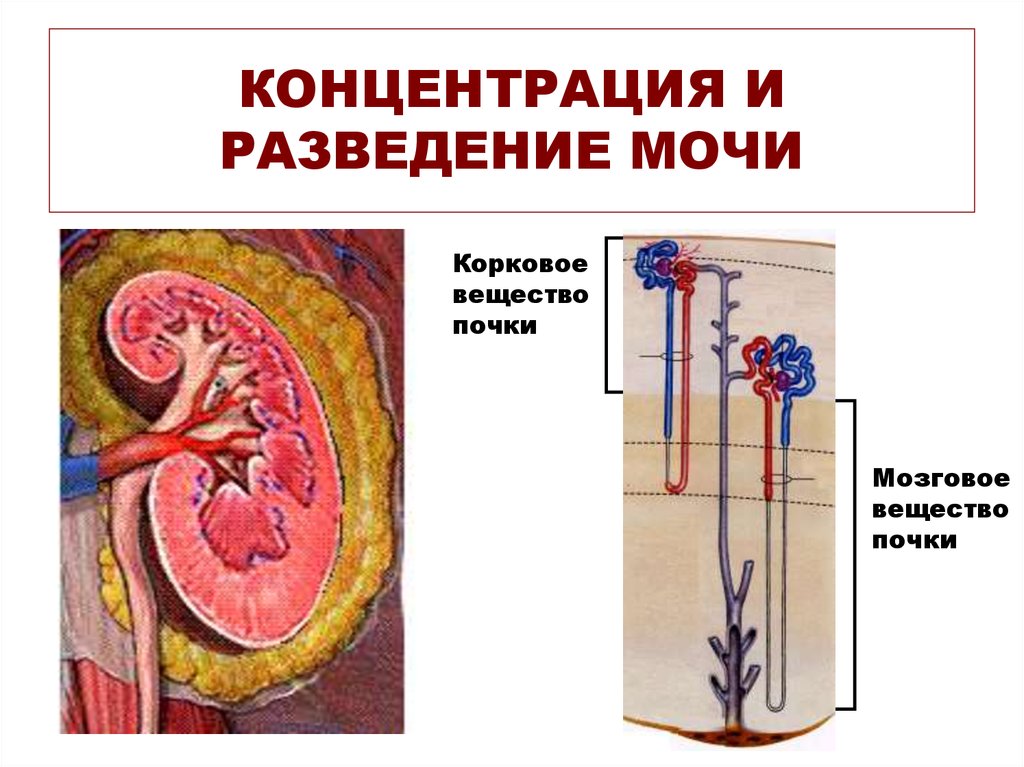 Презентация выделительная система пименов