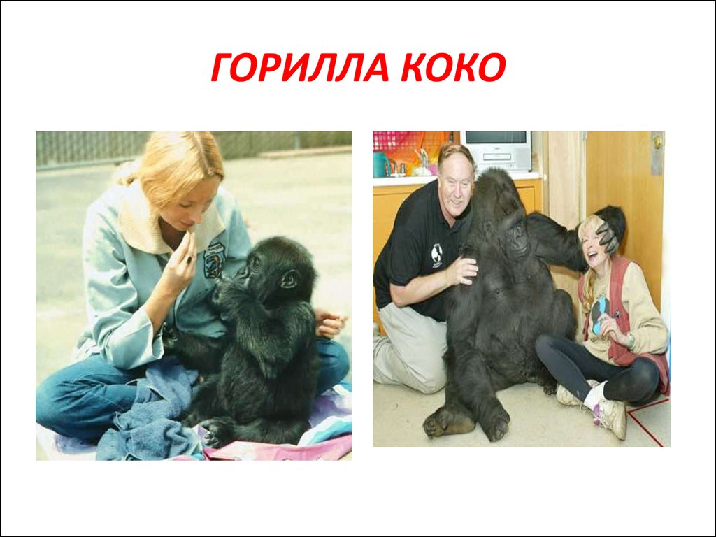 Тетя горилла если хотите стать сильными детки. Горилла с кокосом. Умная горилла Коко. Самая умная горилла в мире. Мертвая горилла Коко.