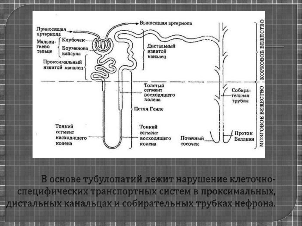 Тубулопатии у детей презентация