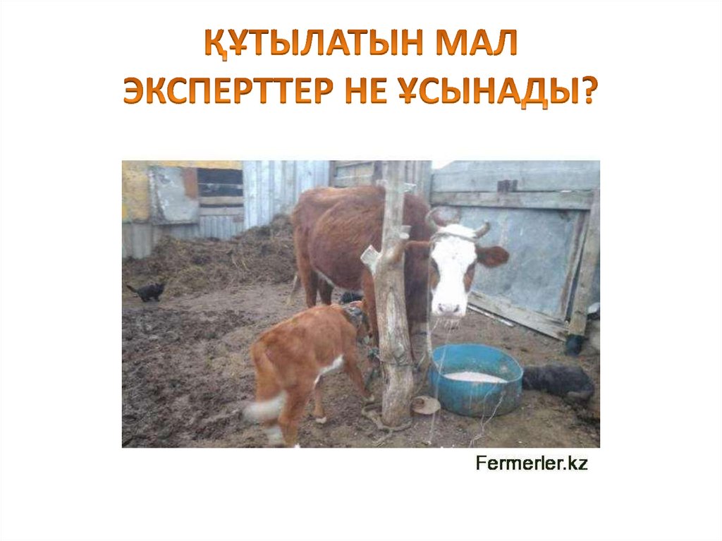 ҚҰТЫЛАТЫН МАЛ ЭКСПЕРТТЕР НЕ ҰСЫНАДЫ?