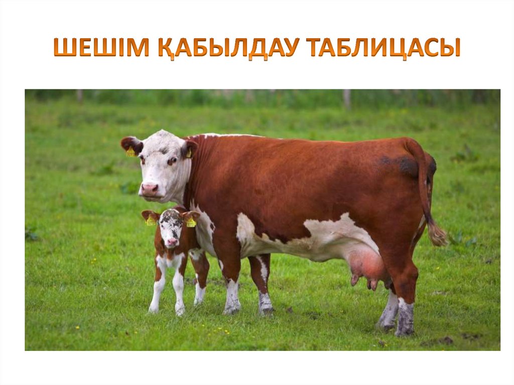 ШЕШІМ ҚАБЫЛДАУ ТАБЛИЦАСЫ