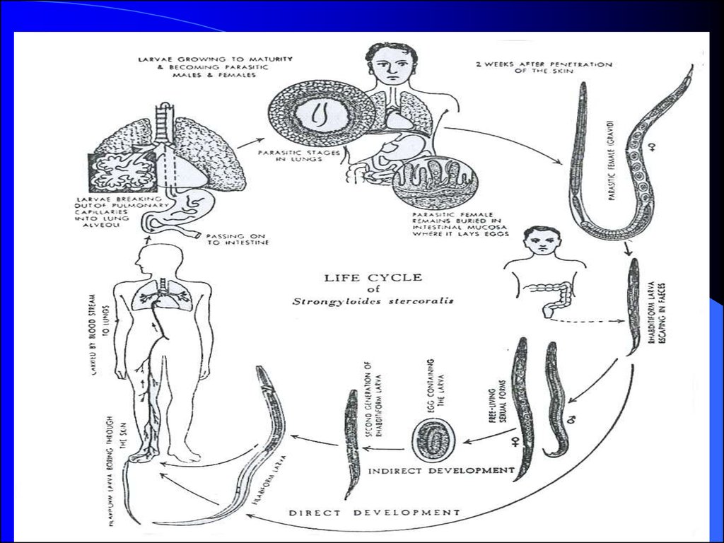 Паразитические черви имеют. Циклоп промежуточный хозяин паразитических червей. Предки паразитических червей. Схема червя паразита. Общая дегенерация на примере паразитических червей.