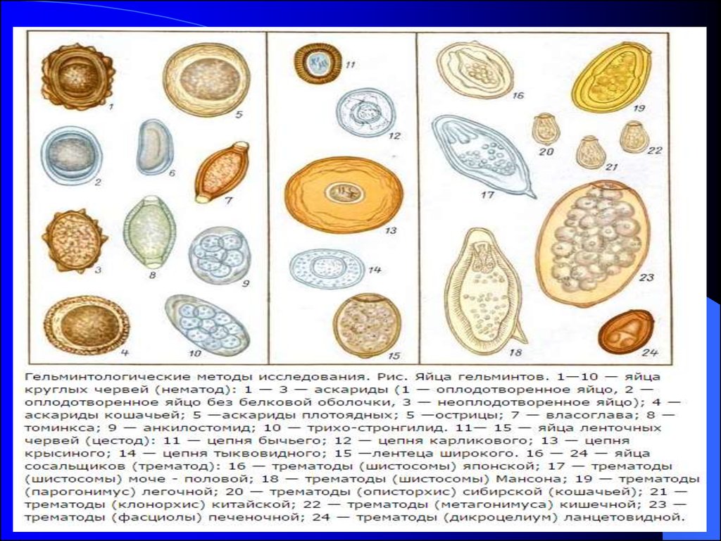 Простейшие в кале лечение. Микроскопия кала яйца гельминтов. Яйца гельминтов микроскопия атлас. Яйца гельминтов сосальщик. Яйца глистов микроскопия атлас.