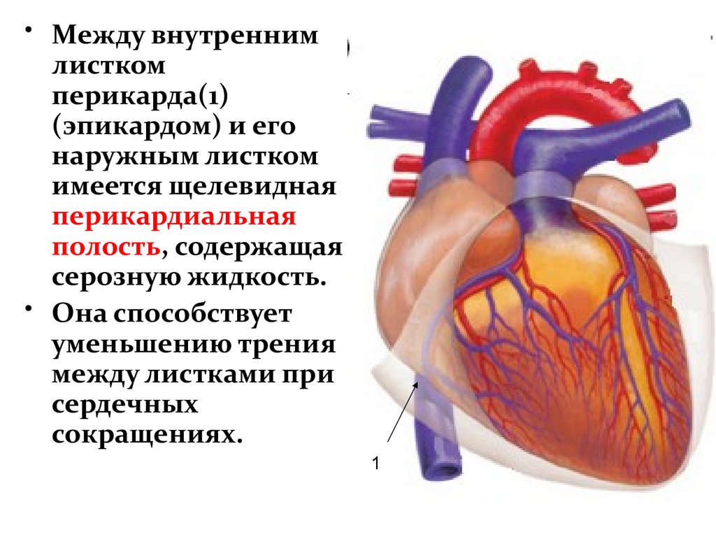 Анатомия сердце cozmicjacuzzi гифка