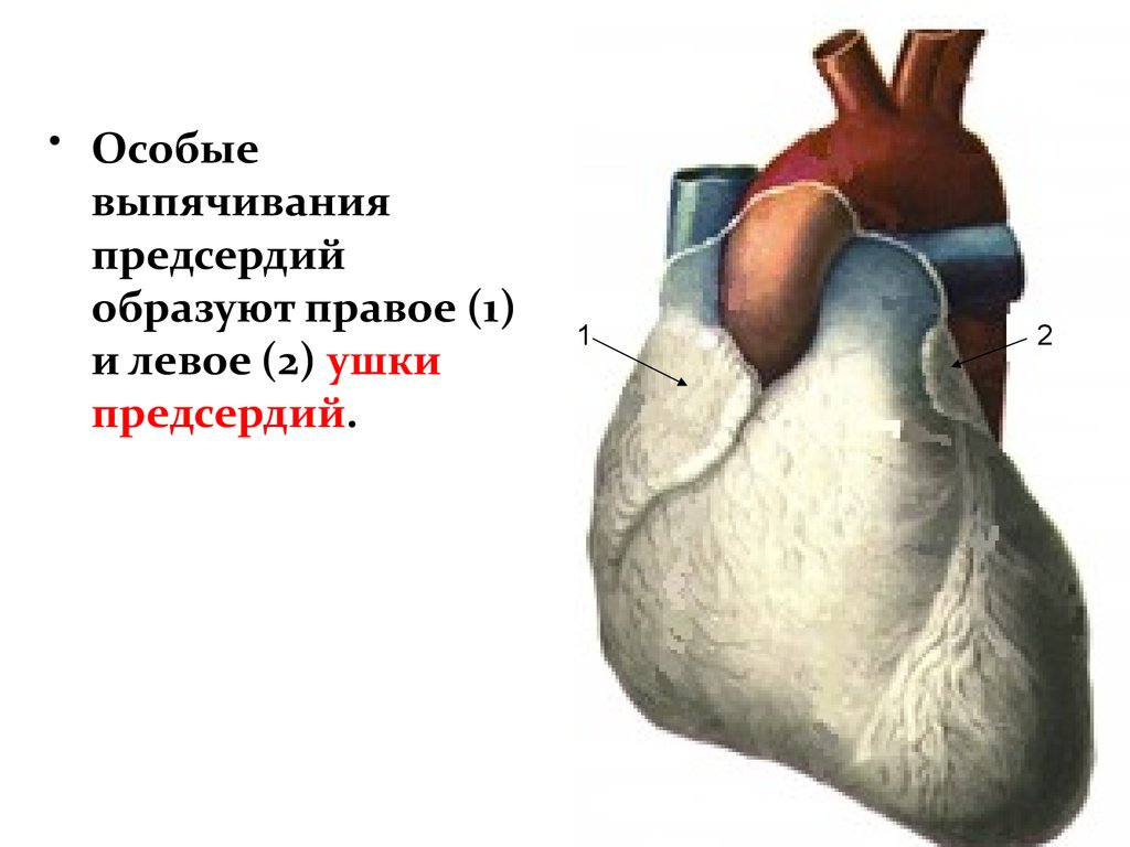 Строение левого предсердия. Ушки предсердий сердца. Сердце строение ушко левого предсердия. Ушко левого предсердия анатомия сердца. Предсердия анатомия ушки сердца-.